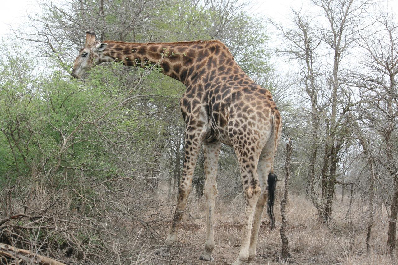 Mawusi Bush Lodge Hoedspruit Ngoại thất bức ảnh